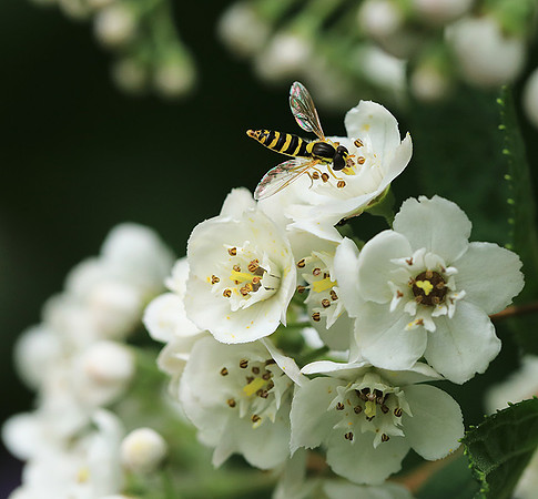 Deutzia compacta