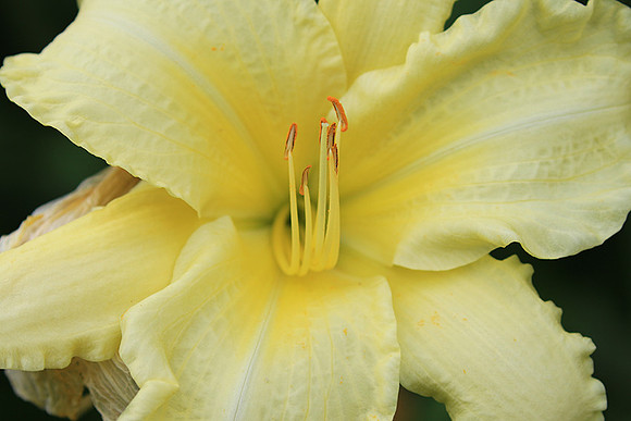 Hemerocallis