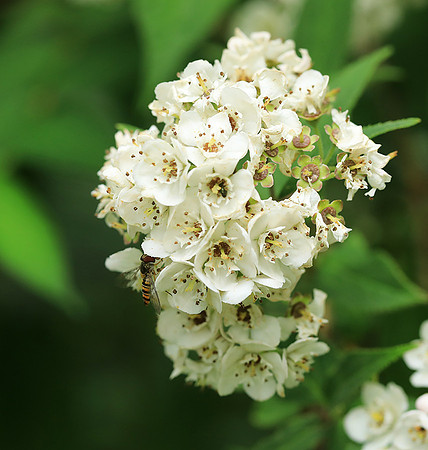 Deutzia compacta