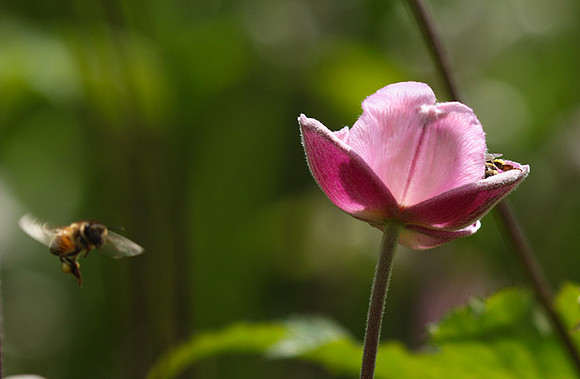 Anemona japonica