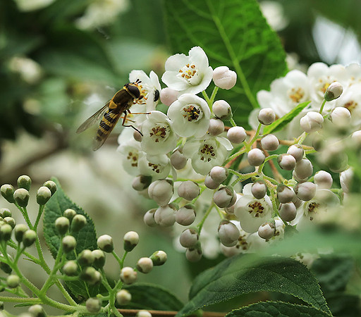 Deutzia compacta