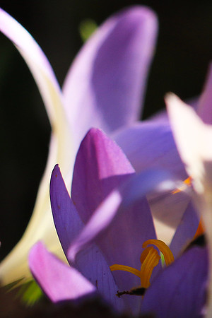 Crocus