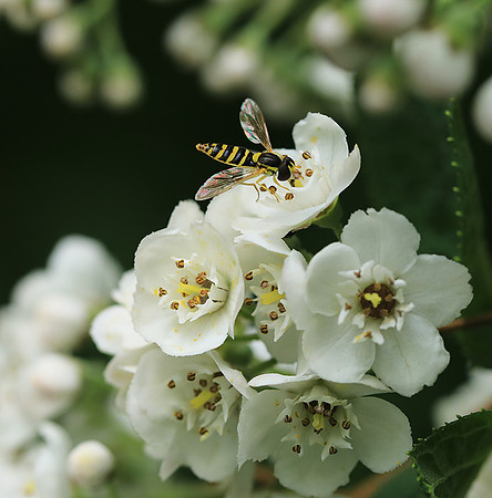 Deutzia compacta
