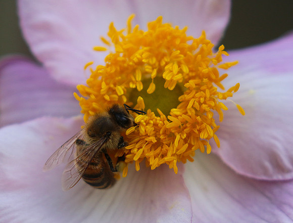 Anemona japonica