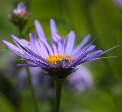 Aster Frikartii