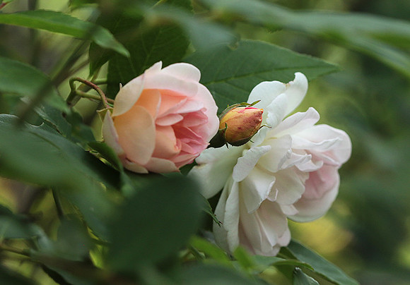 Rose "Apple Blossom"
