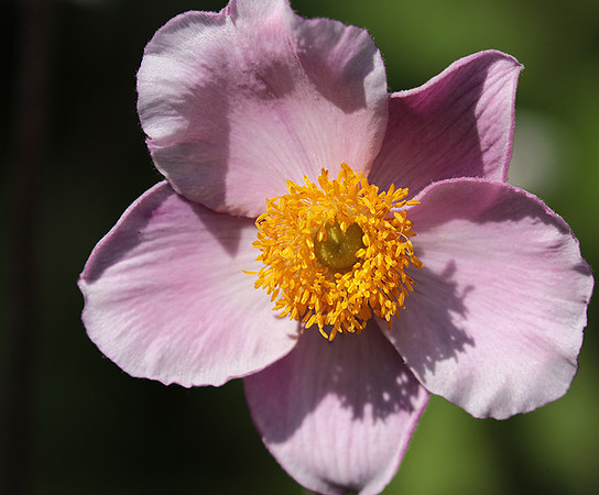 Anemona japonica