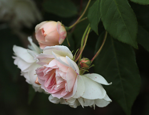 Rose "Apple Blossom"