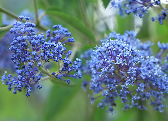 Ceanothus Gloire de Versailles