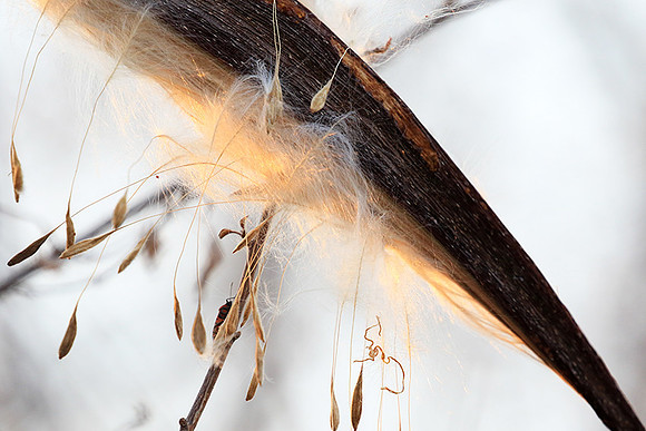 Flower seeds - Zimbabwe
