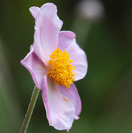Anemona japonica