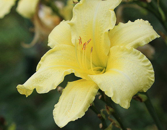 Hemerocallis