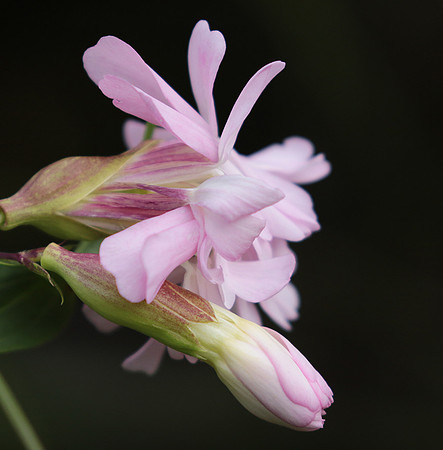 Saponaria