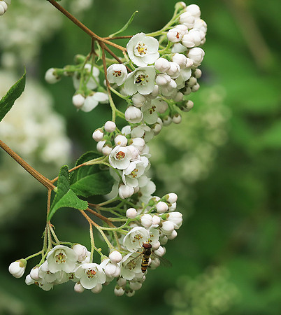 Deutzia compacta