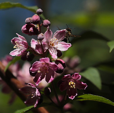 Deutzia perle rose