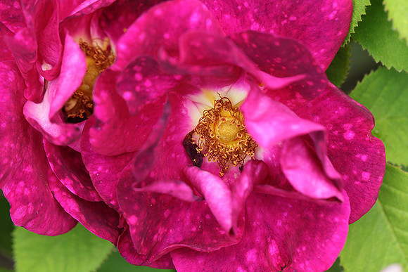 Rose "Alain Blanchard"