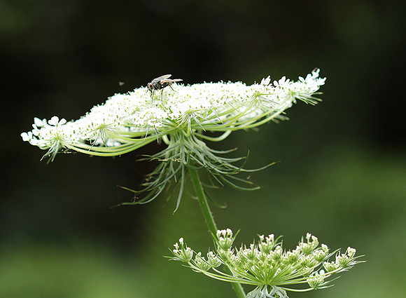 Wild flower