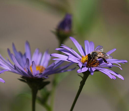 Aster Frikartii
