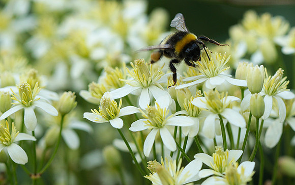 Clematis recta