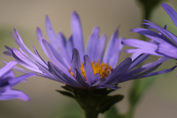 Aster Frikartii