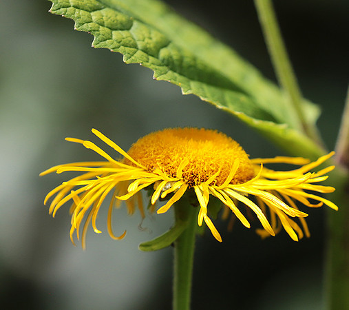 Inula
