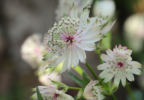 Astrantia