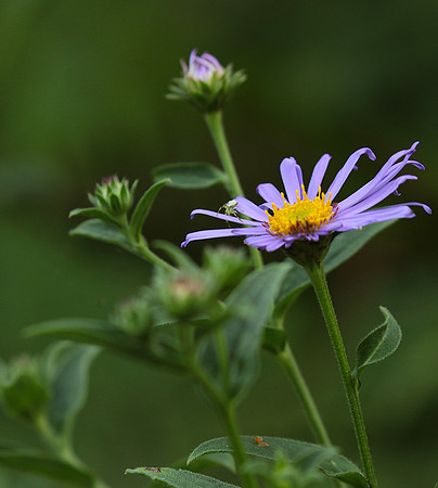 Aster Frikartii