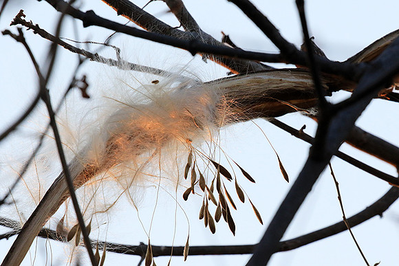 Flower seeds - Zimbabwe