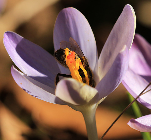 Crocus