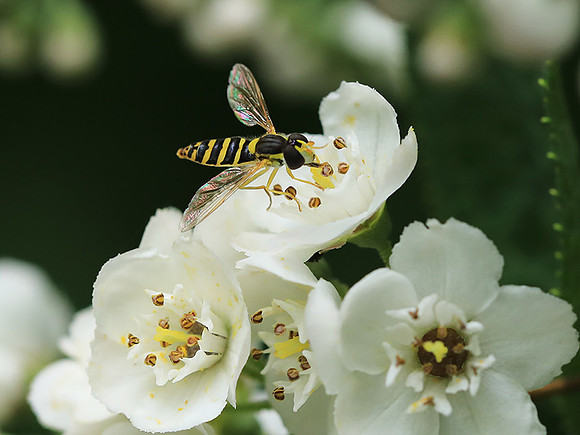 Deutzia compacta