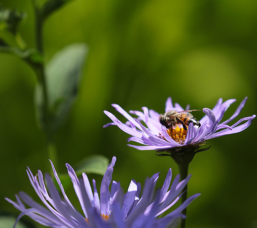 Aster Frikartii