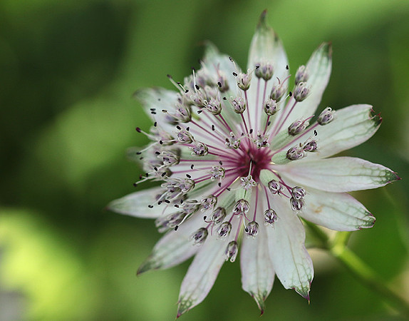 Astrantia