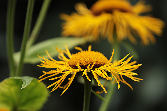 Inula