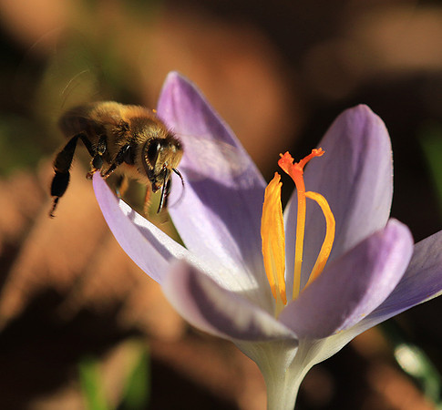 Crocus