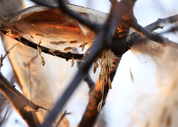 Flower seeds - Zimbabwe