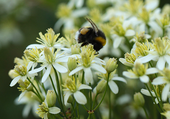 Clematis recta