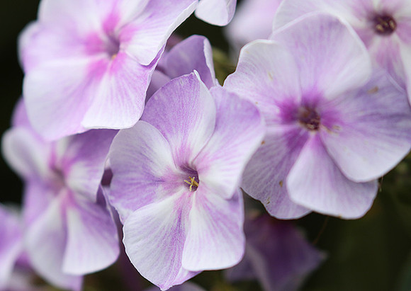 Phlox