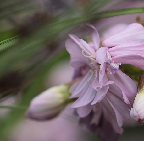 Saponaria