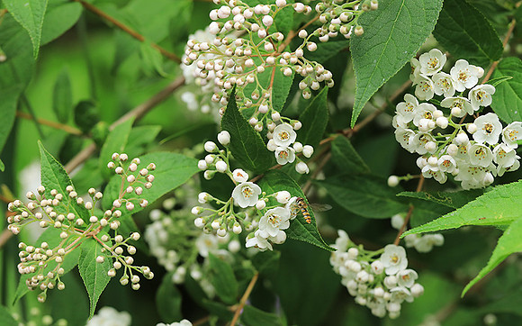 Deutzia compacta