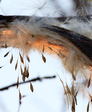 Flower seeds - Zimbabwe