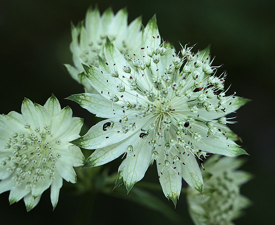 Astrantia