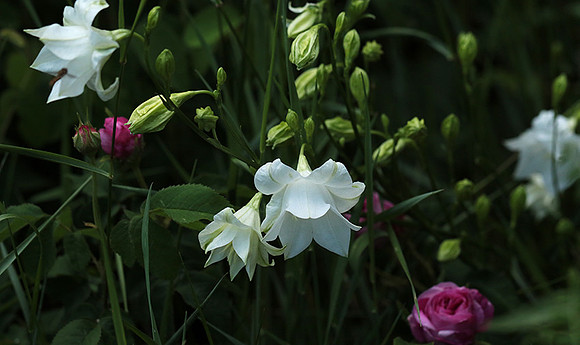 Campanula