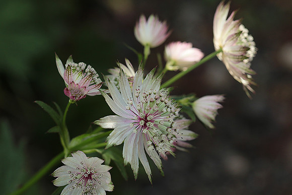 Astrantia