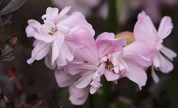 Saponaria