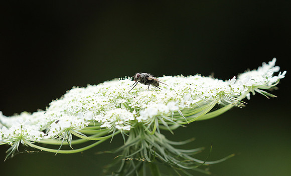 Wild flower