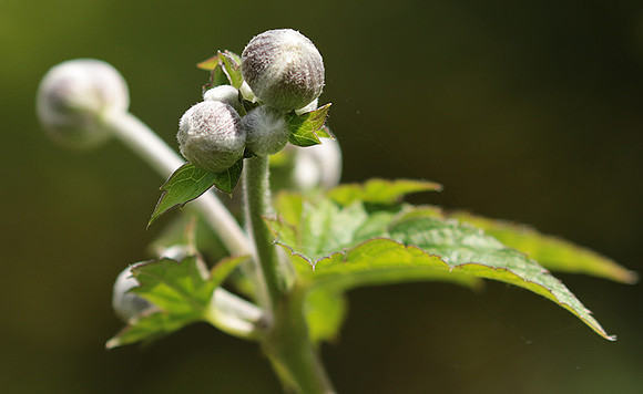 Anemona japonica