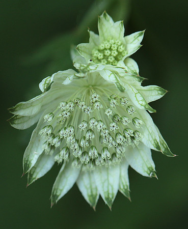 Astrantia