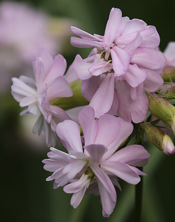 Saponaria