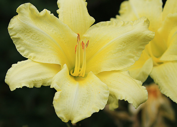 Hemerocallis