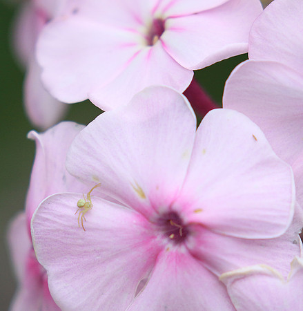 Phlox
